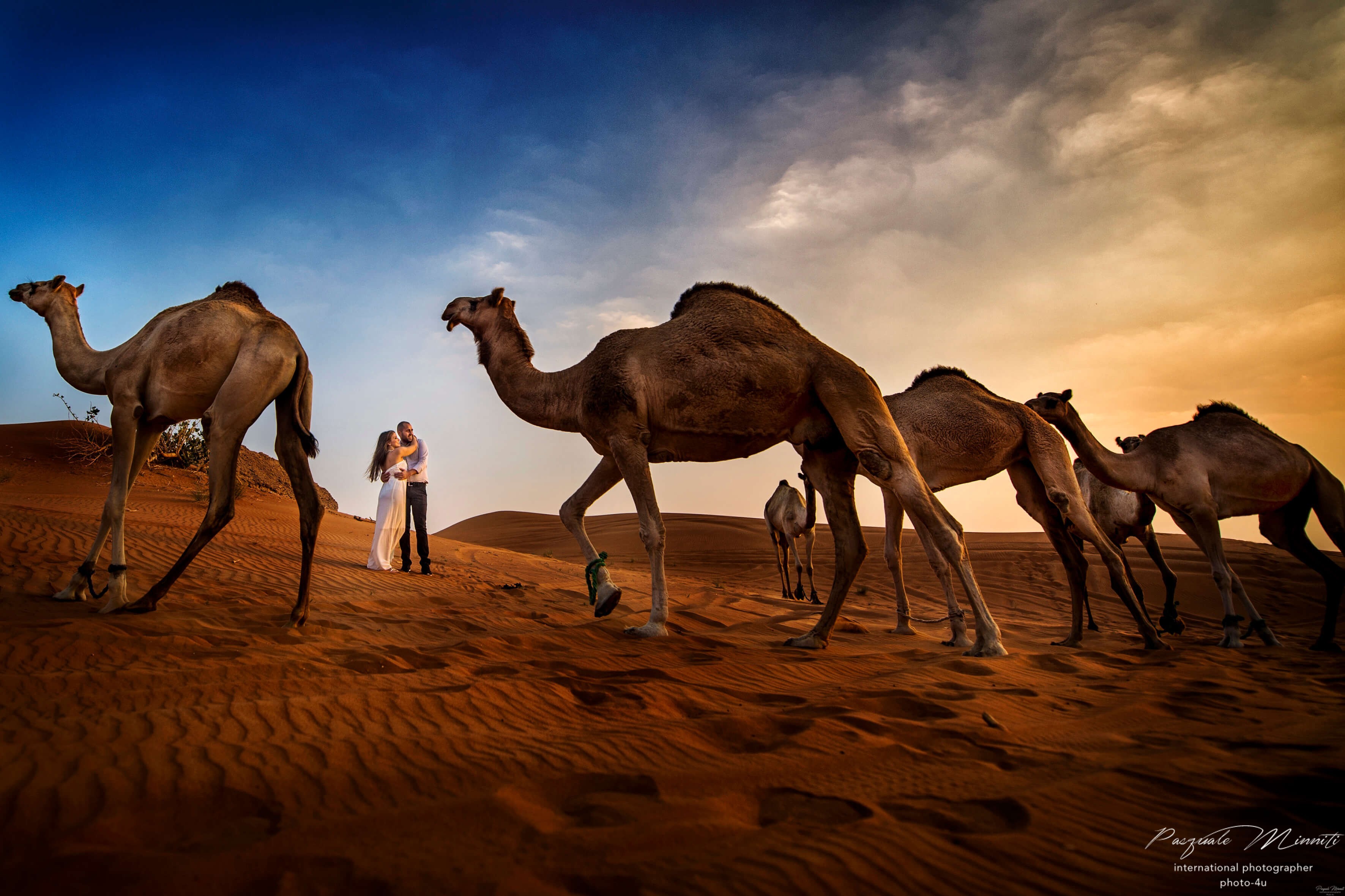 Photo Wedding desert camels Dubai Arab Emirates